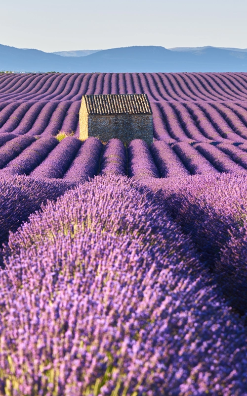 La floraison de la lavande