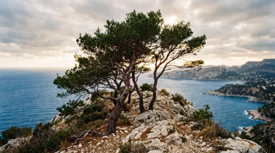 Pins d'Alep au port tortueux poussant sur une crête rocheuse calcaire face à la mer, sur le littoral du Var.